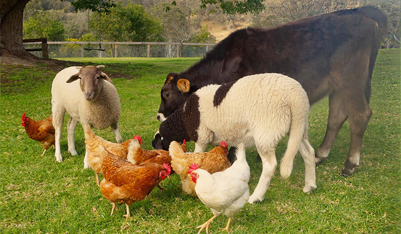 A calf, two sheep and some chickens together on green grass