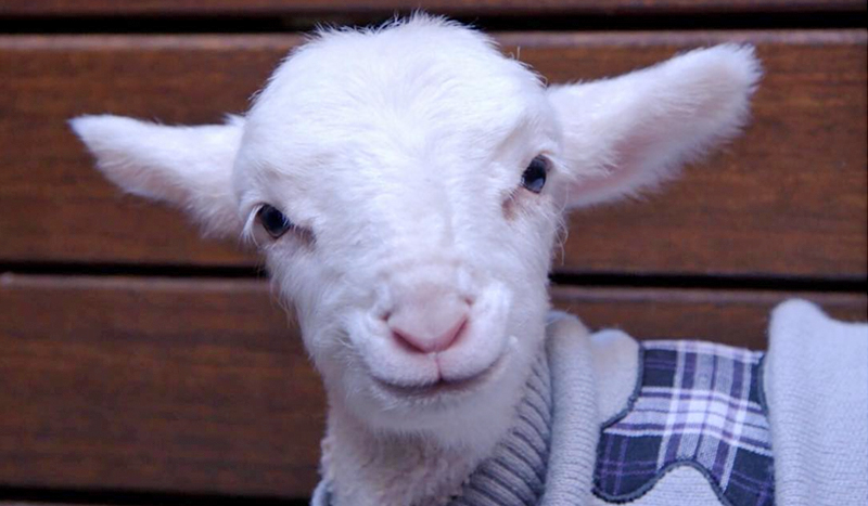 Sweet lamb in tartan jumper looking at camera and seems to be smiling