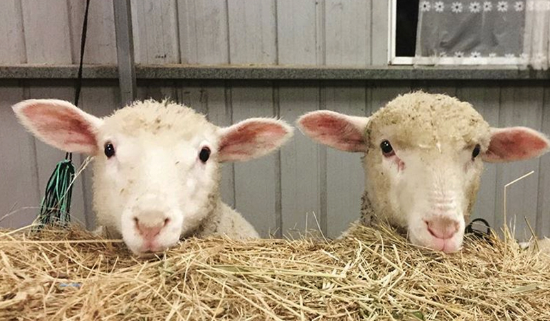 Two sheep looking at camera with heads resting on a bale of hay