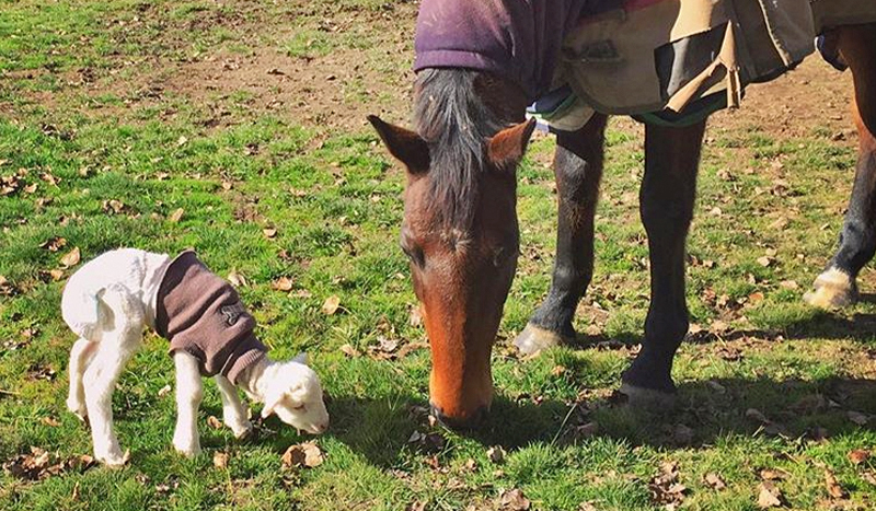 A tiny lamb in a jumper eating grass next to a big brown horse