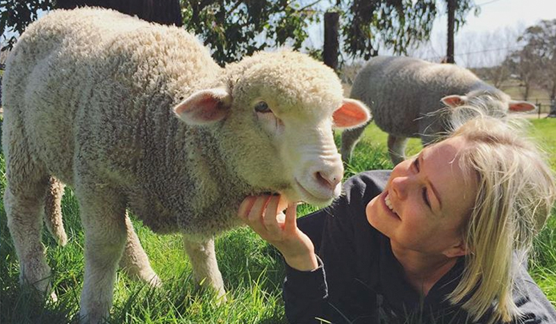 Sweet lamb being patted under the chin by young woman