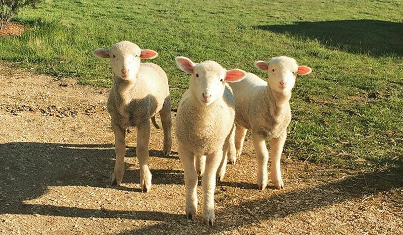 Three sweet tiny lambs standing on grass looking at camera