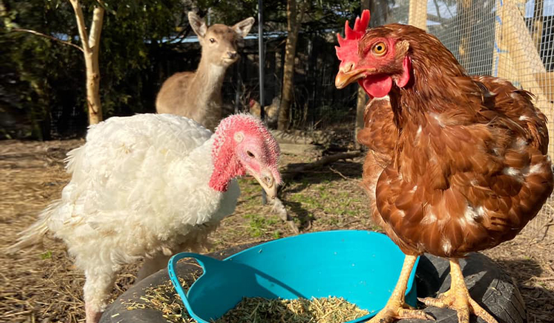 A hen, turkey and deer enjoying lunch together - eating from a blue tub.