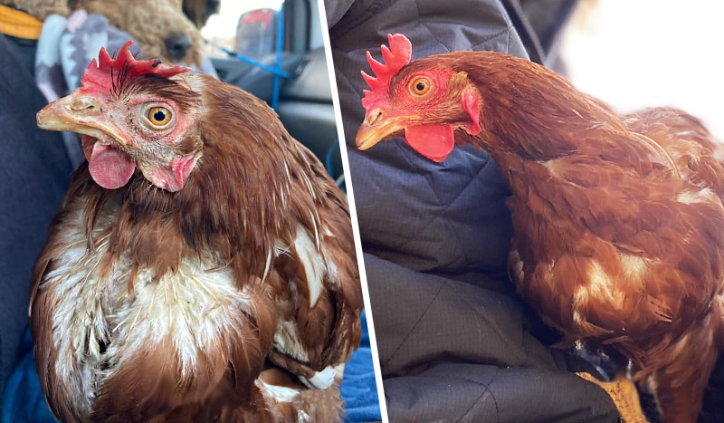 Two images of the same rescued hen. The first she has missing feathers and the second she is much healthier and fully feathered.