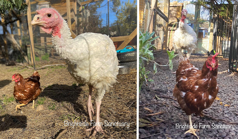 A turkey and chicken walking through a yard