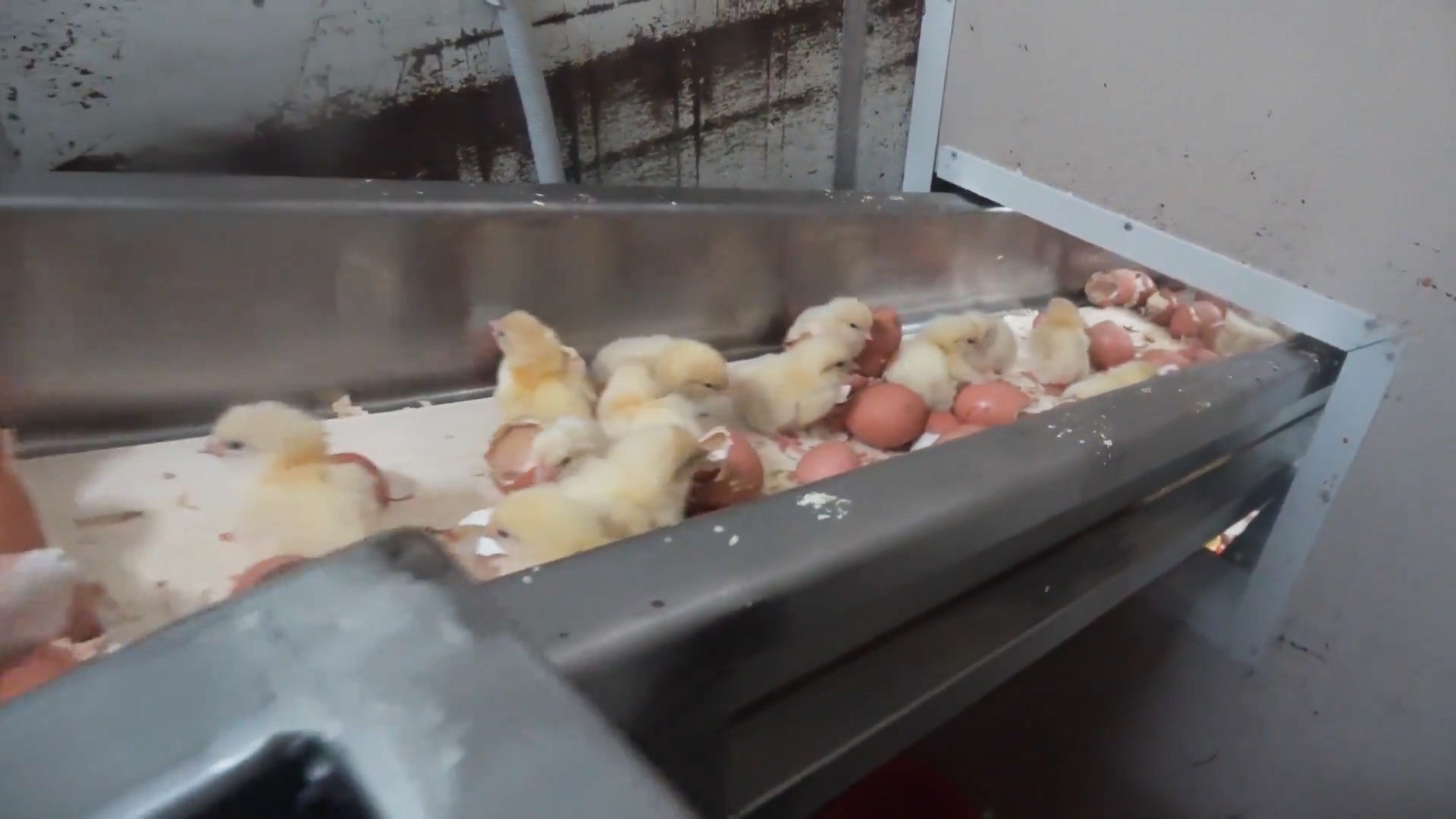 Newly hatched male chicks on a conveyor belt alongside their eggshells.