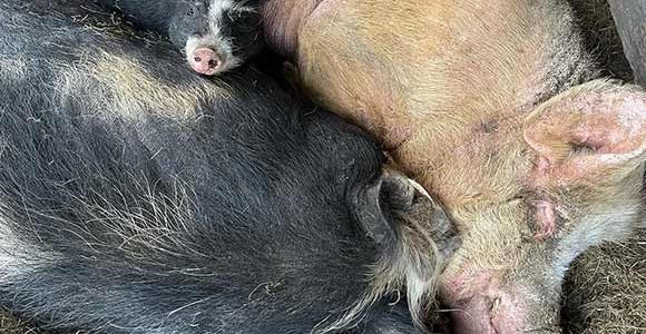 Henry, now grown up, sleeps with fellow rescued pigs on soft hay, in safety at an animal rescue sanctuary.