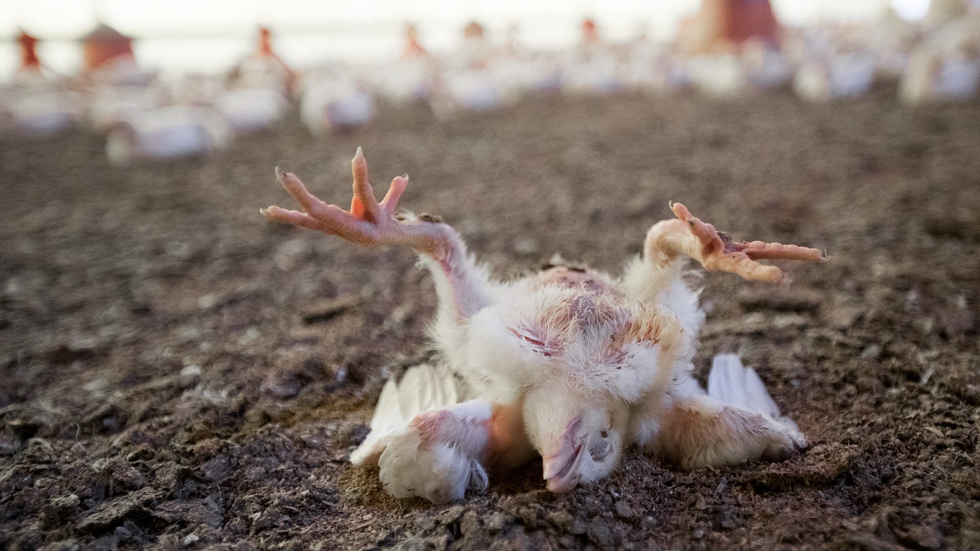 A young broiler chicken on her back, unable to stand, her legs in the air.