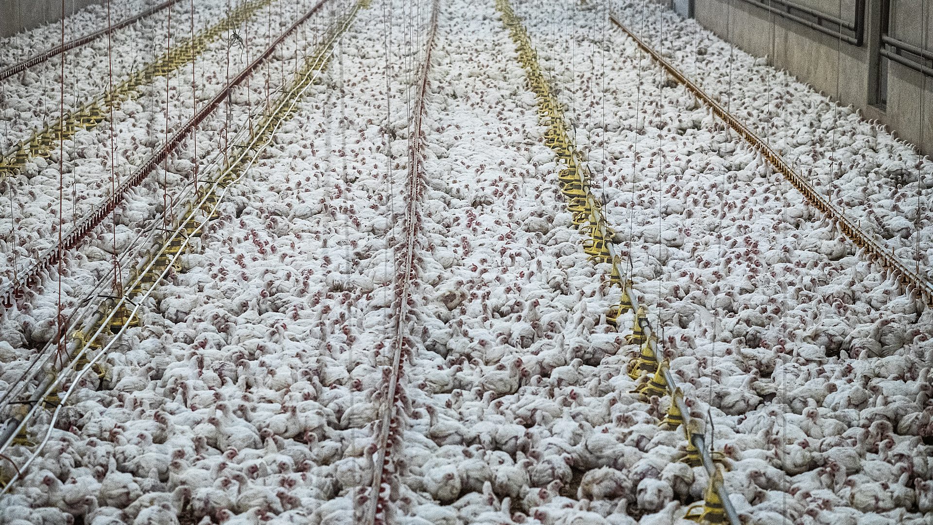 A factory farm shed with tens of thousands of chickens.