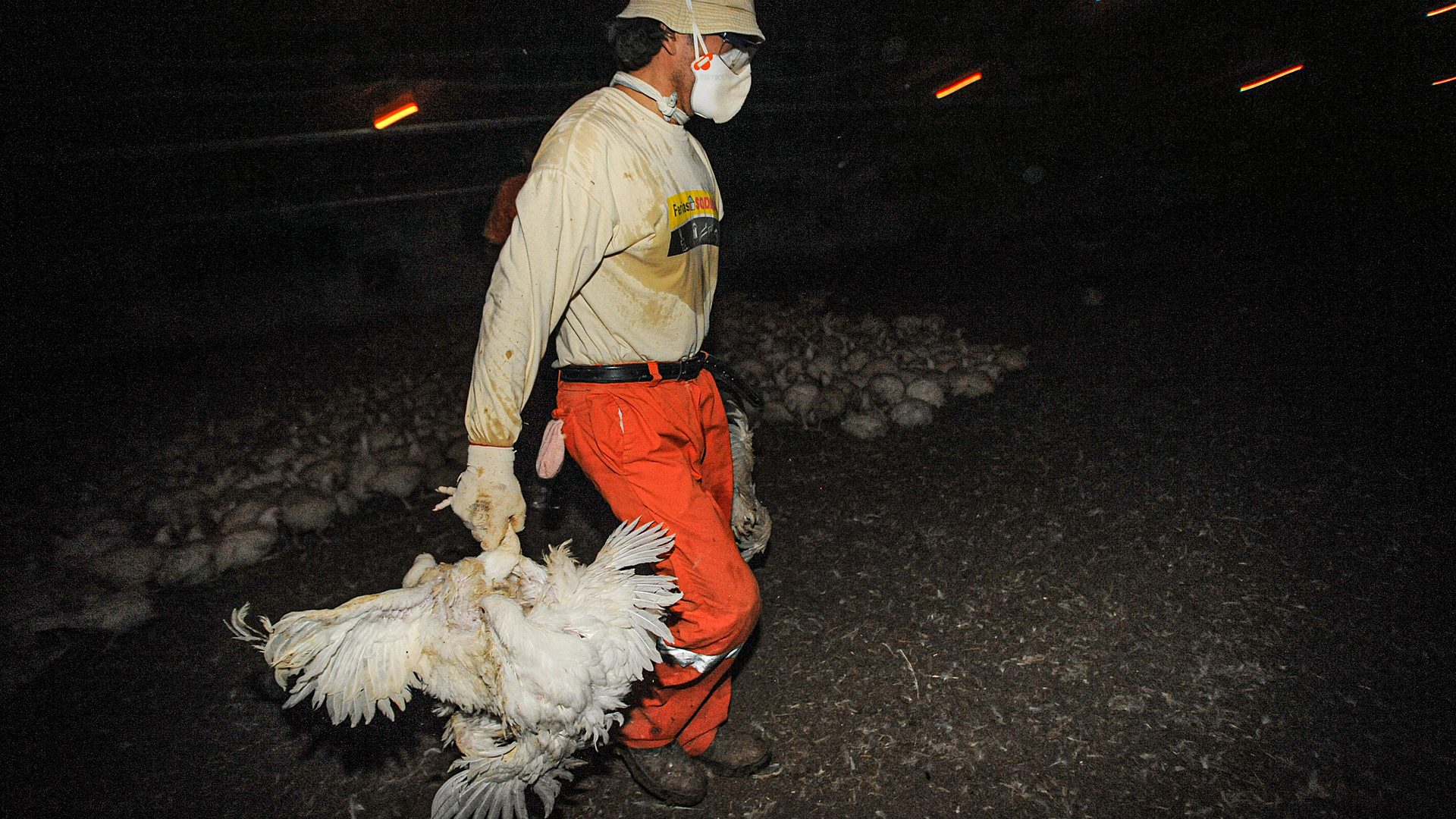 A worker carrying chickens by their feet to put them in crates ready for transport to the slaughterhouse.