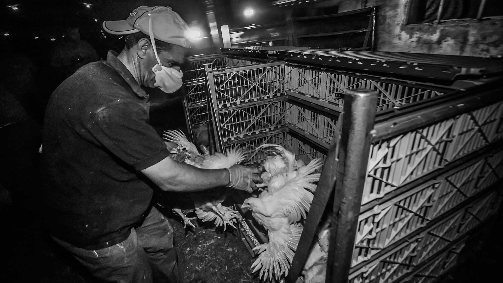 A worker puts chickens into a crate to transport them to slaughter. One chicken is trying to escape.