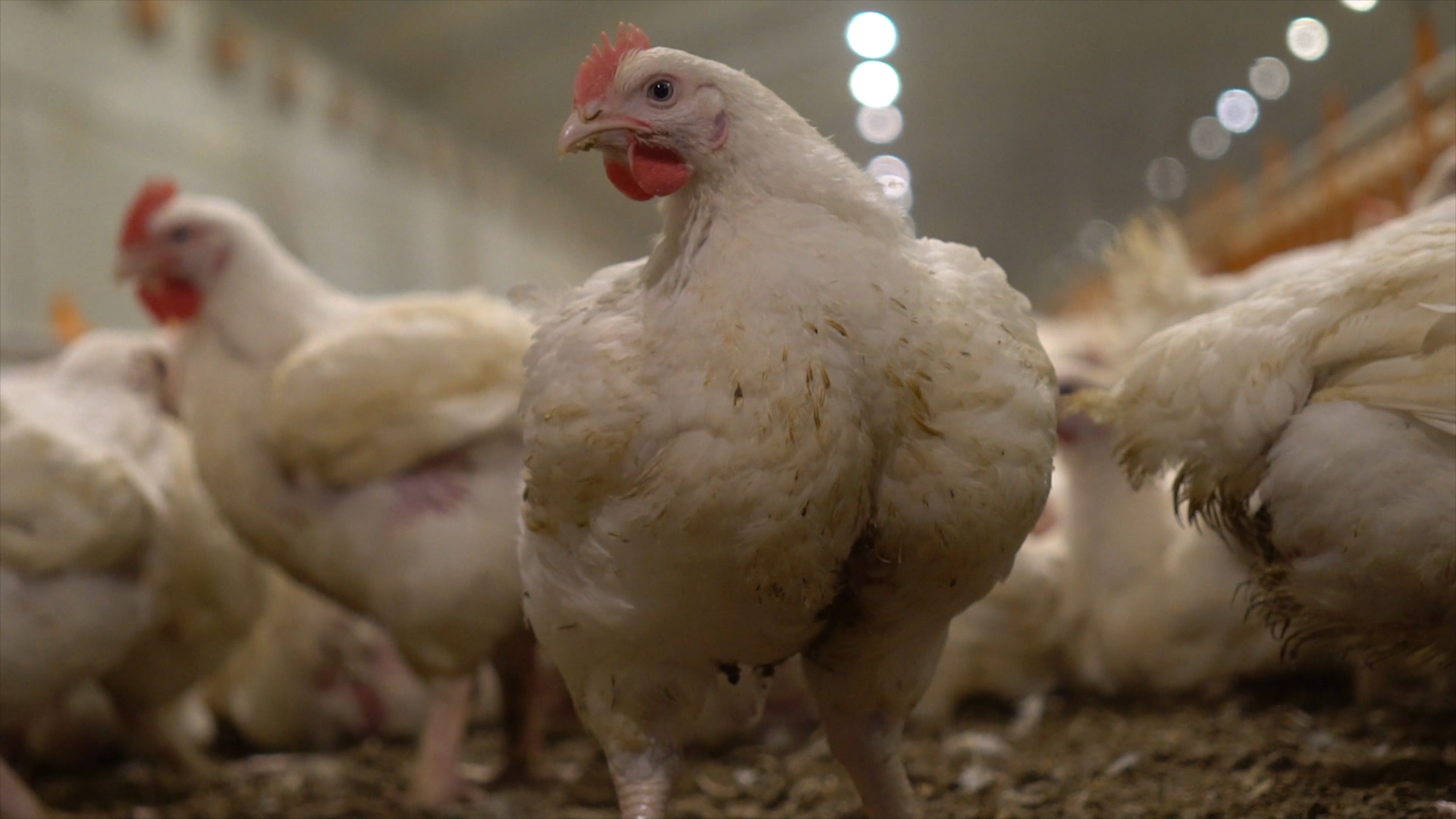 A 'meat' chicken standing in front of camera with big breast tissue showing their unnatural growth rate.