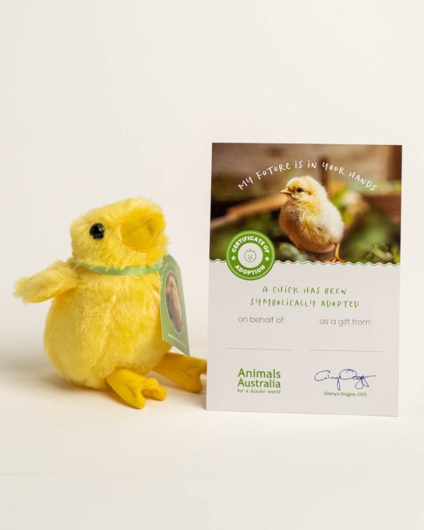 Plush yellow chick with adoption certificate and necktie