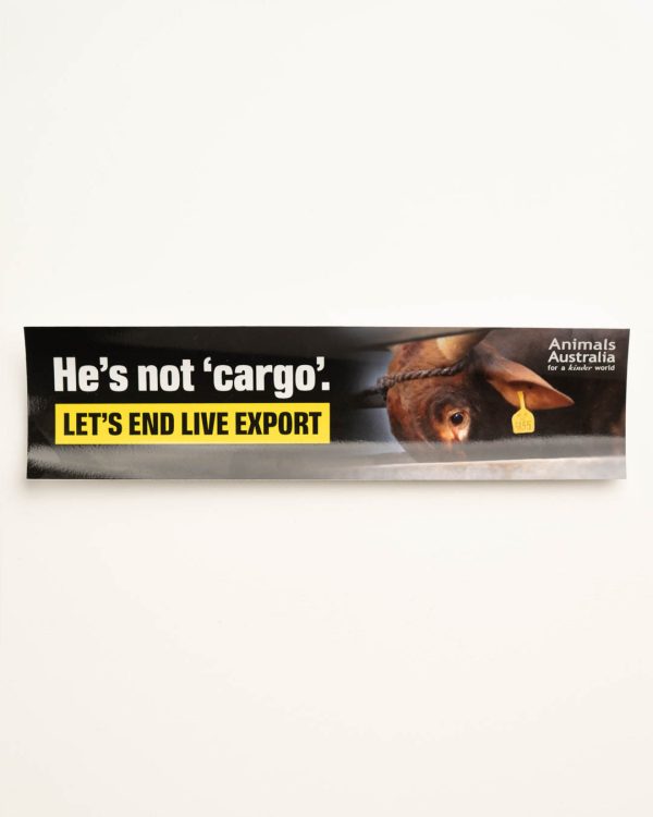 Live export bumper sticker with a pic of a bull's head, the Animals Australia logo and the phrase 'He's not 'cargo'. Let's end live export'