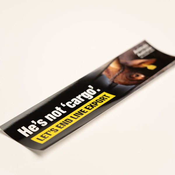 'End live export' bull bumper sticker | Animals Australia