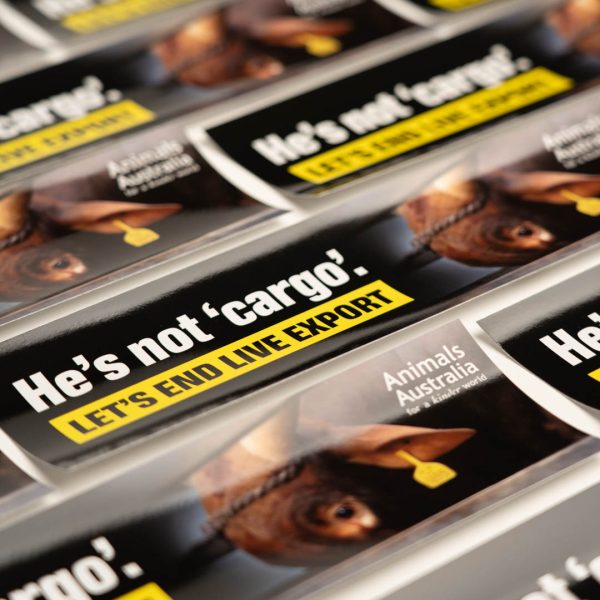 'End live export' bull bumper sticker | Animals Australia