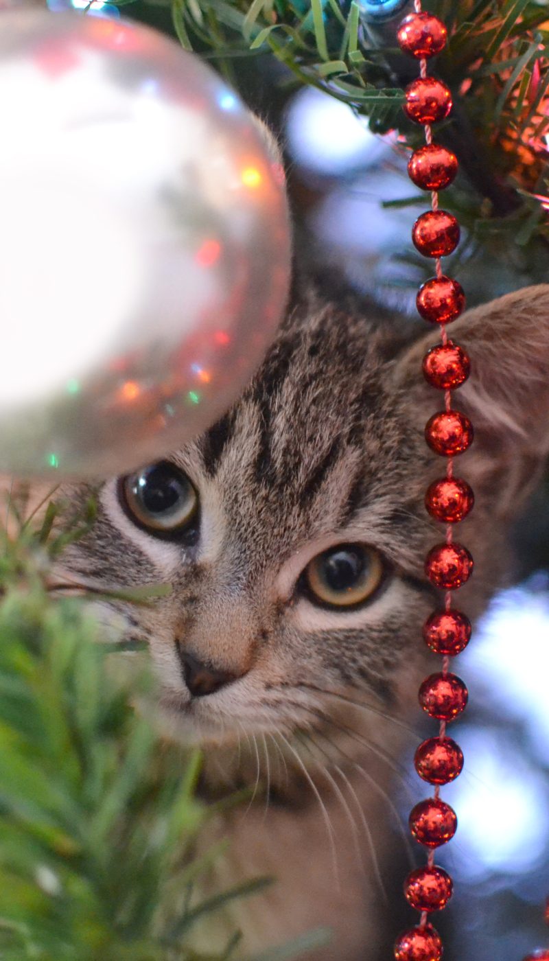 Kitten peering through Christmas tree decorations