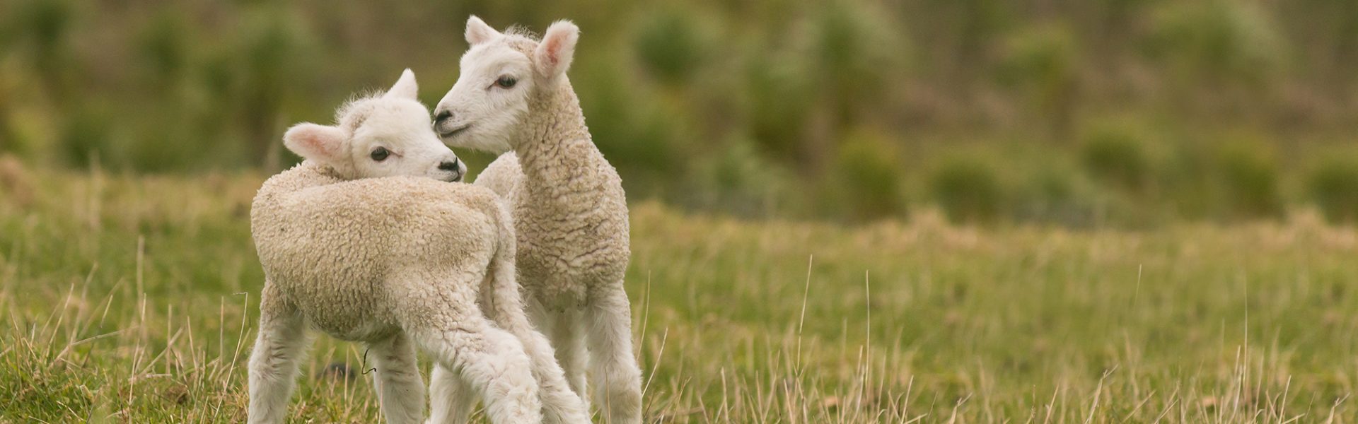 Shop | Animals Australia Shop | Animals Australia