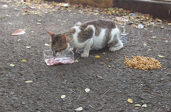 A cat eats out of a plastic container, food beside them on the floor, in the aftermath of the earthquake.