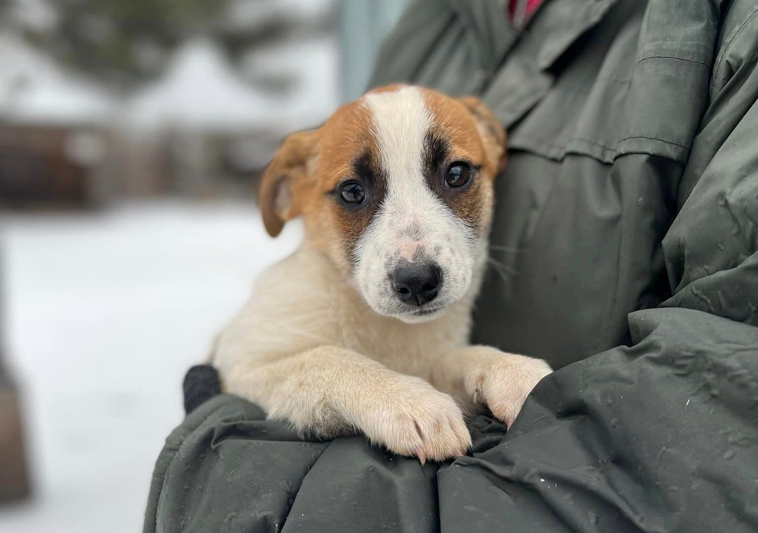 A puppy safe in the arms of a rescuer at Sirius Shelter Ukraine.