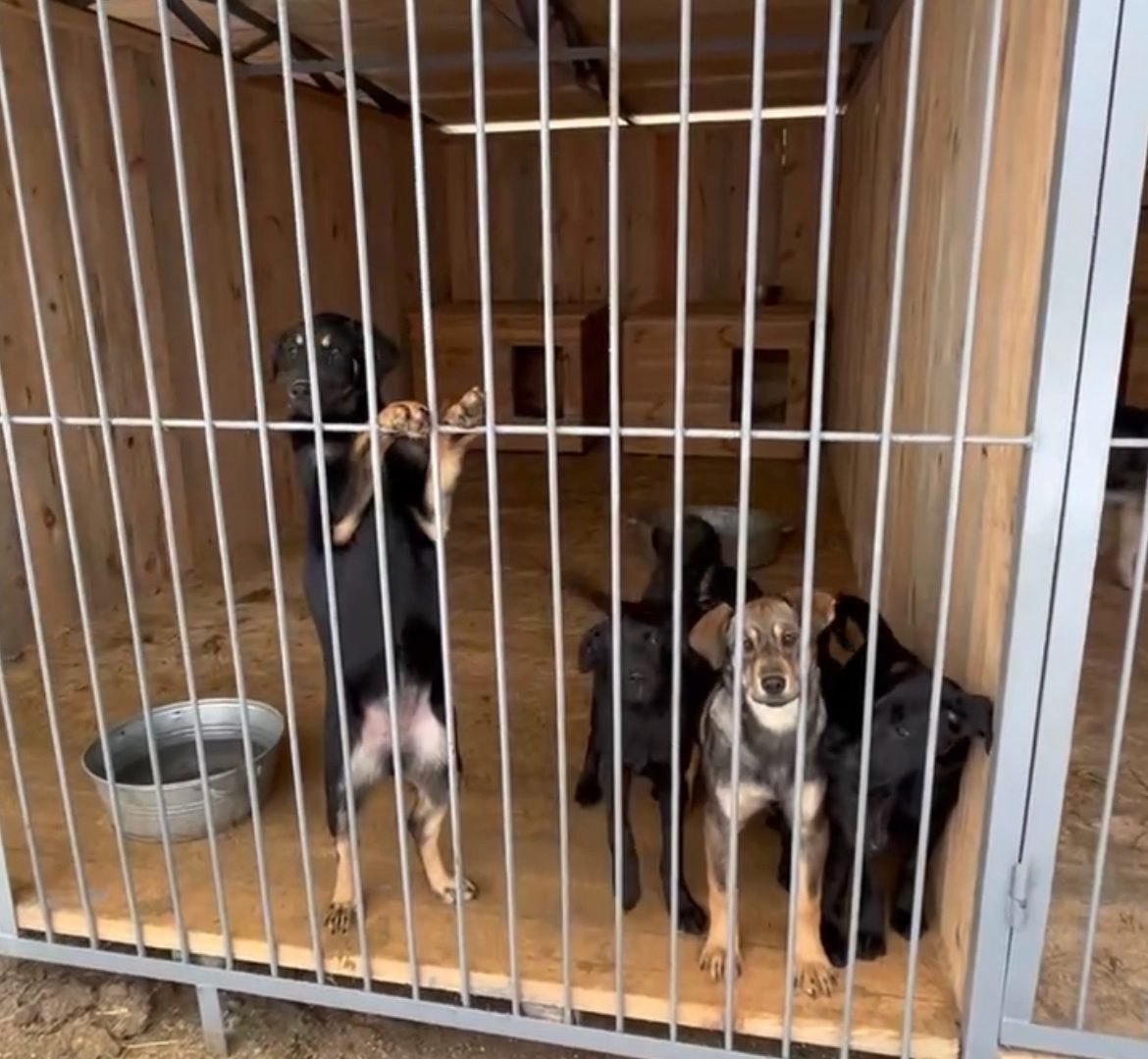 Rescued dogs in an enclosure at Sirius shelter in Ukraine, one jumping up against the door