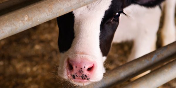 a cute black and white calf looking up through metal bars