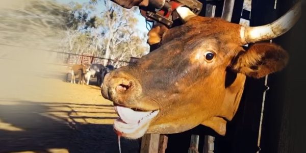 A cow crying out in distress as his horn is cut off
