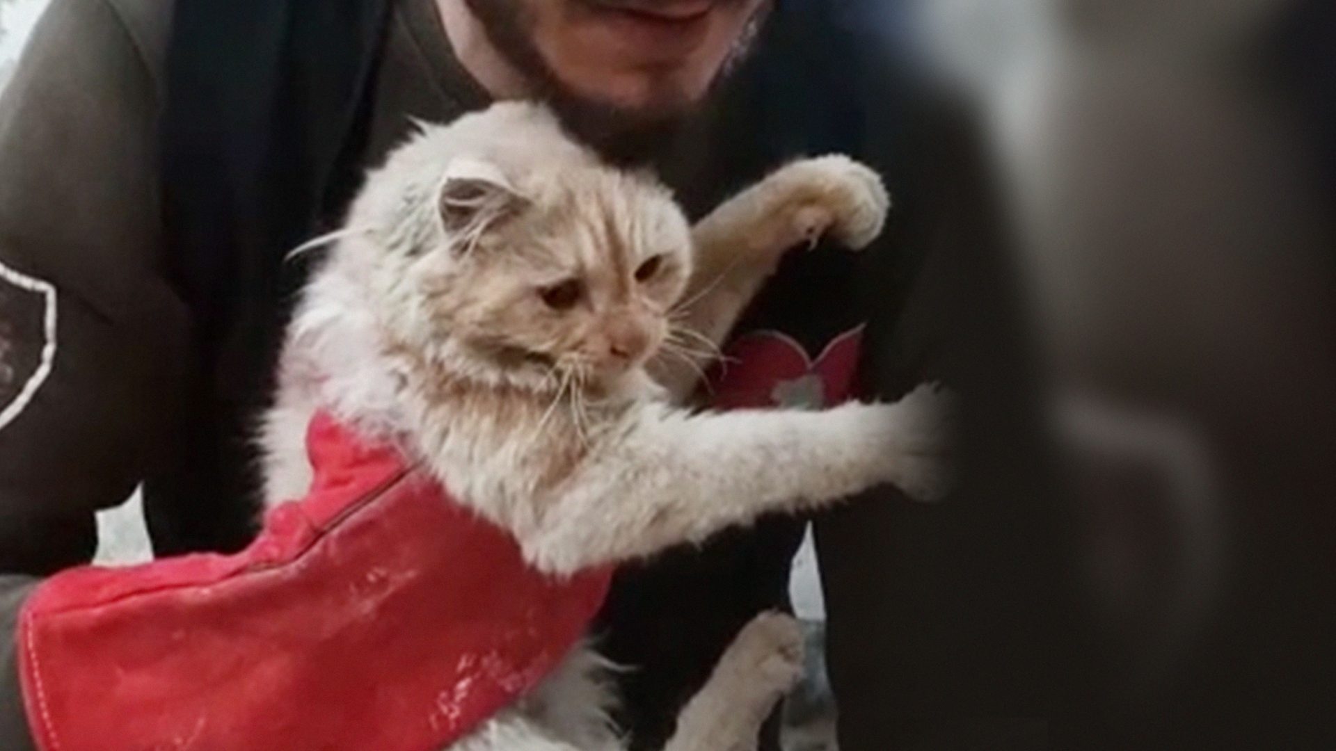 Terrified white cat in the arms of a rescuer in Syria.