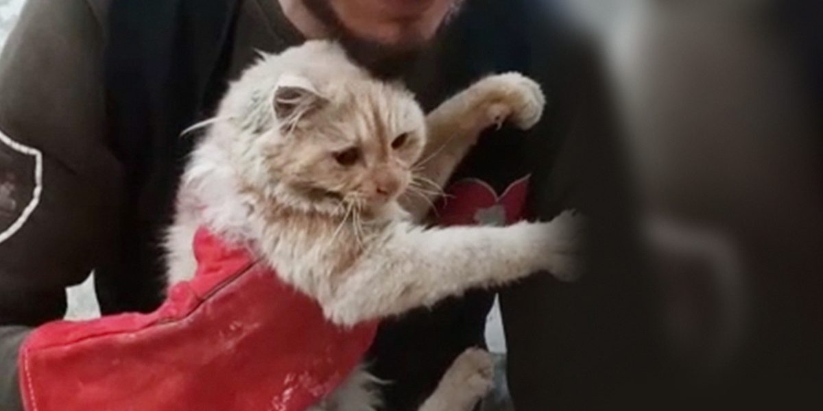 A frightened cat in the arms of a rescuer.