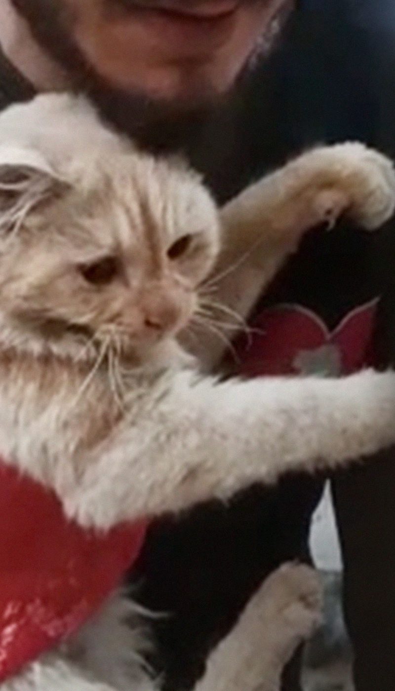 A frightened cat in the arms of a rescuer.