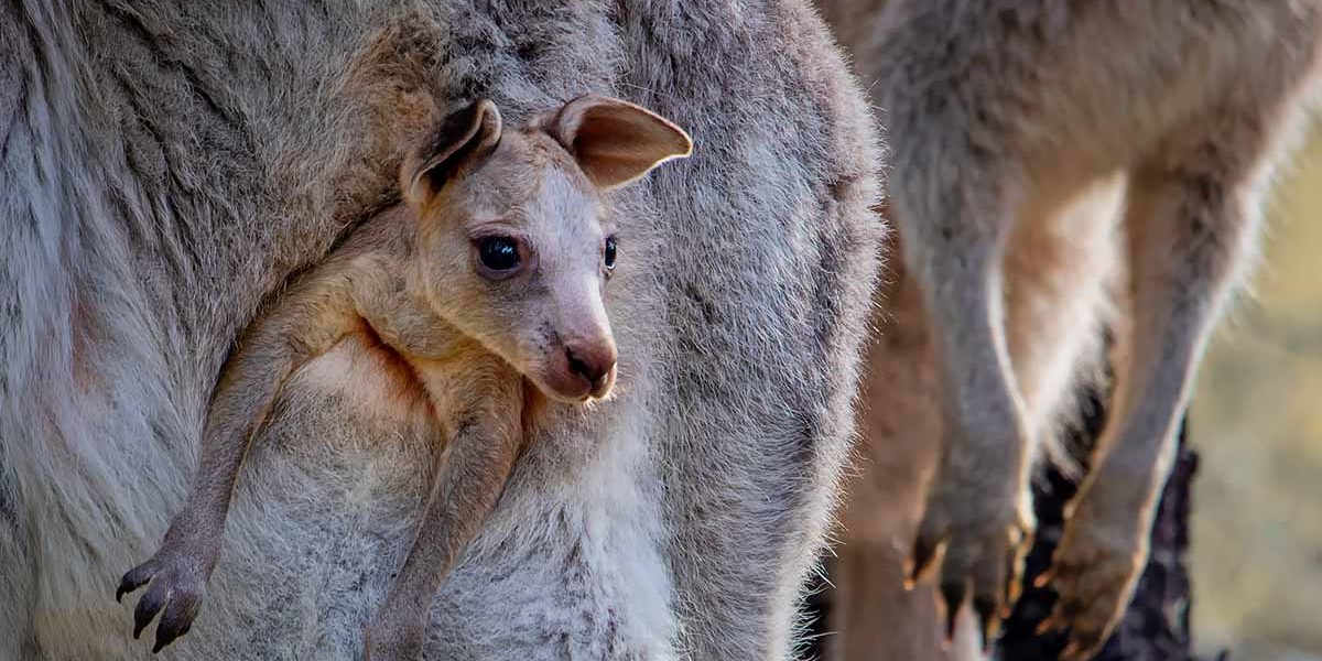 Close up of an Eastern grey kangaroo joey with their head and arms poking out of their mother's pouch.