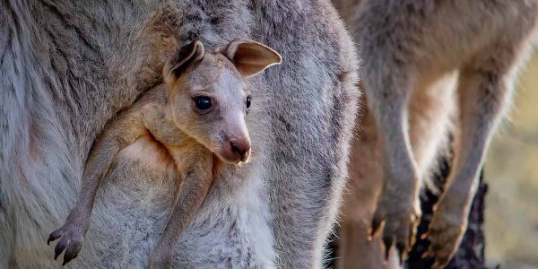 The dingo: a native species in the crosshairs