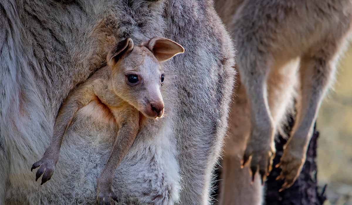 Tell NSW Gov: Stop the kangaroo slaughter | Animals Australia