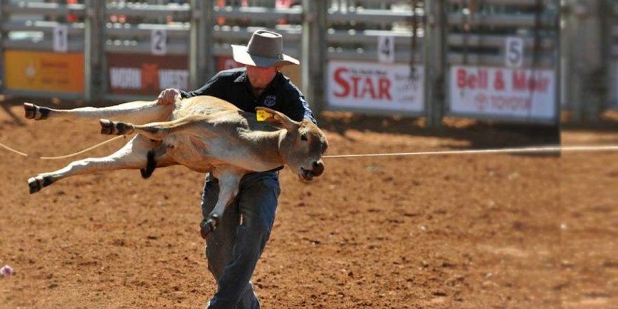 A young calf is being roughly handled by a competitor in a calf roping event – the calf has a scared expression with a rope around their neck as they are being flung high off the ground onto their side.