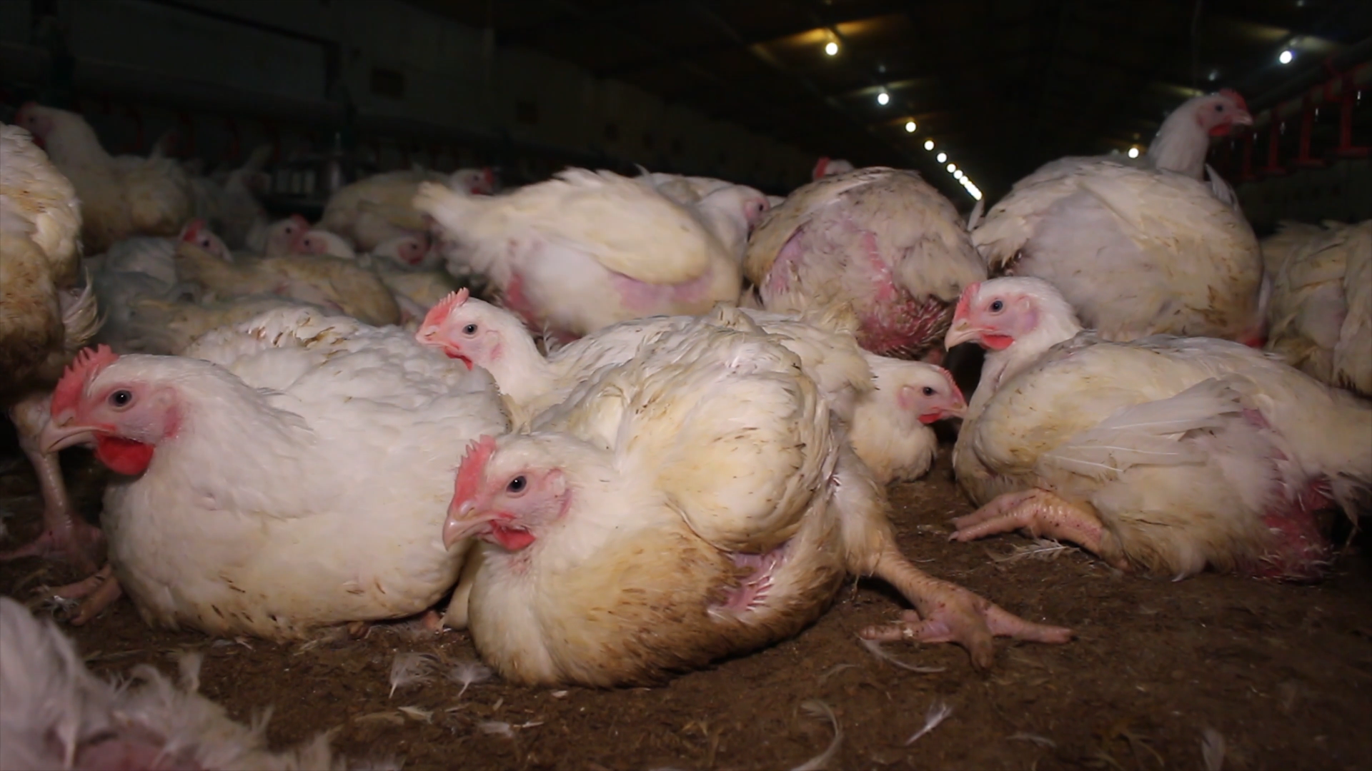 Broiler chickens crowded in a factory farm, not looking well and struggling to stand up.