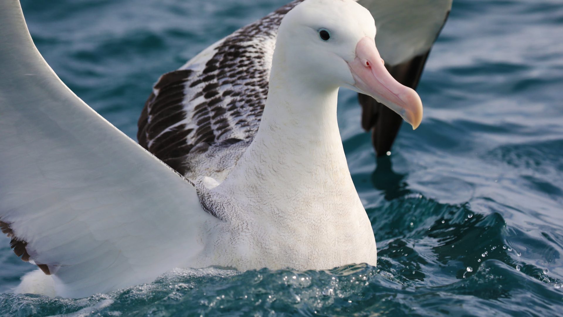 An albatross sitting on the water's surface with their wings stretched out.