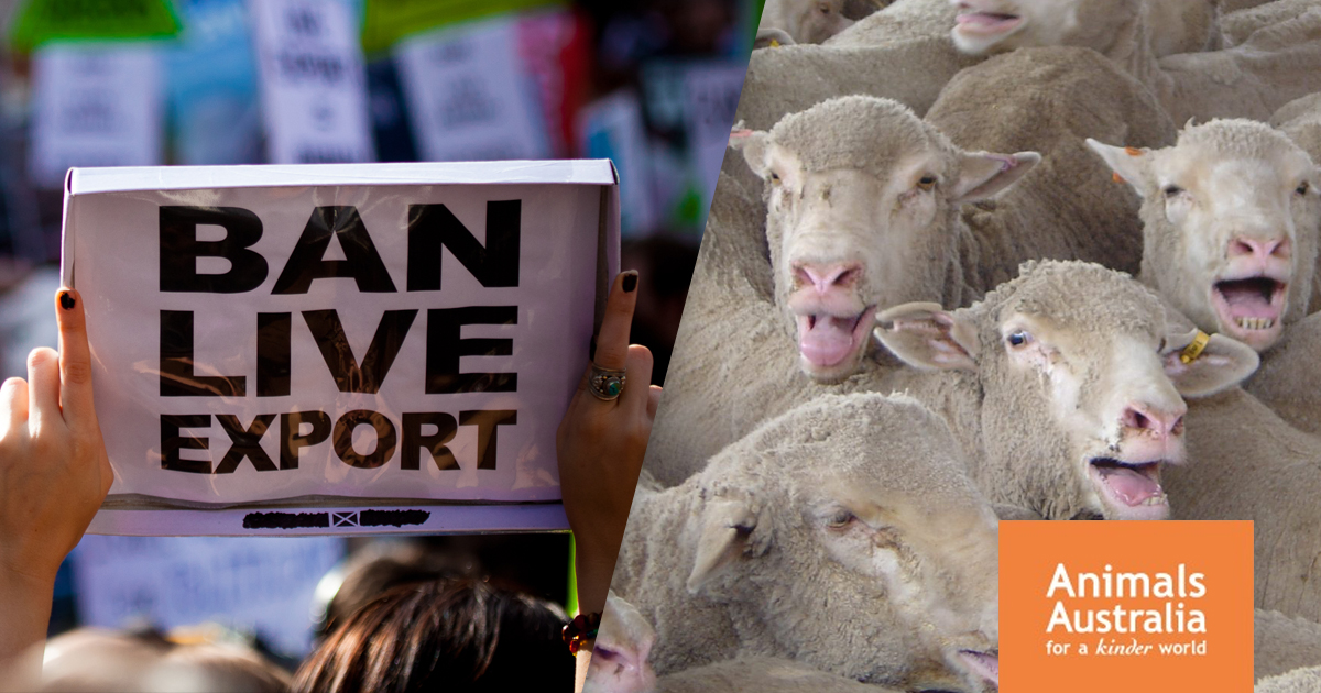 The Pathway Cleared To End Live Sheep Export | Animals Australia