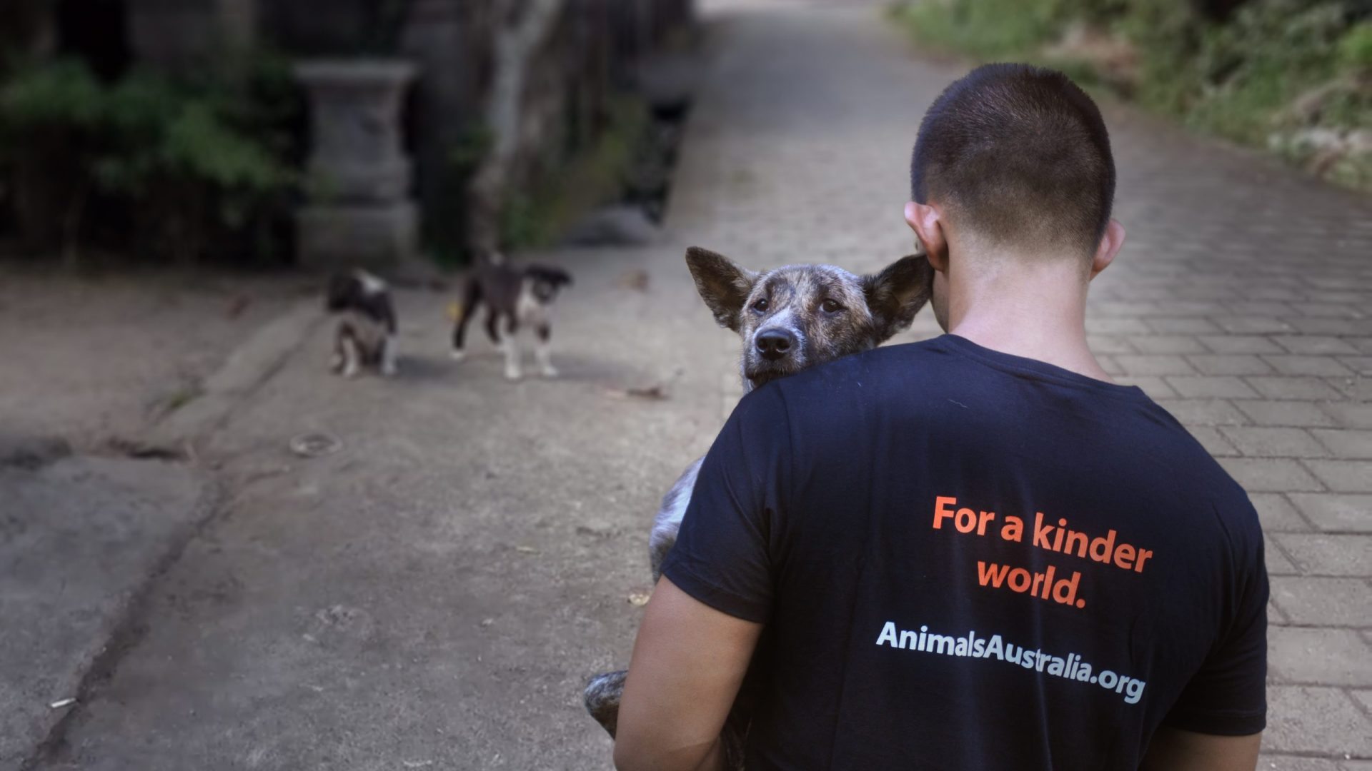 A person in Bali wearing an Animals Australia ''For a kinder world' t-shirt, carrying a brindle and white dog gently. The dog looks over their shoulder with a peaceful expression.