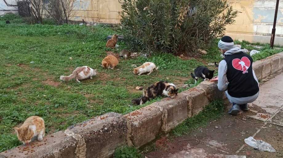 An Animals Syria Cat Connect team member feeds cats on the streets.