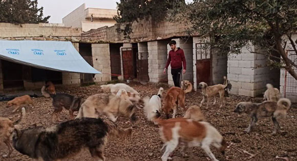 Over a dozen rescued dogs in the care of Animals Syria Cat Connect.