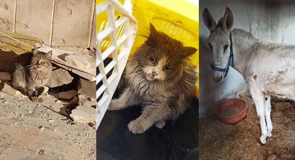 Three images: a cat amongst the rubble, a rescued ginger cat frightened in a crate, and a rescued donkey in a shelter.