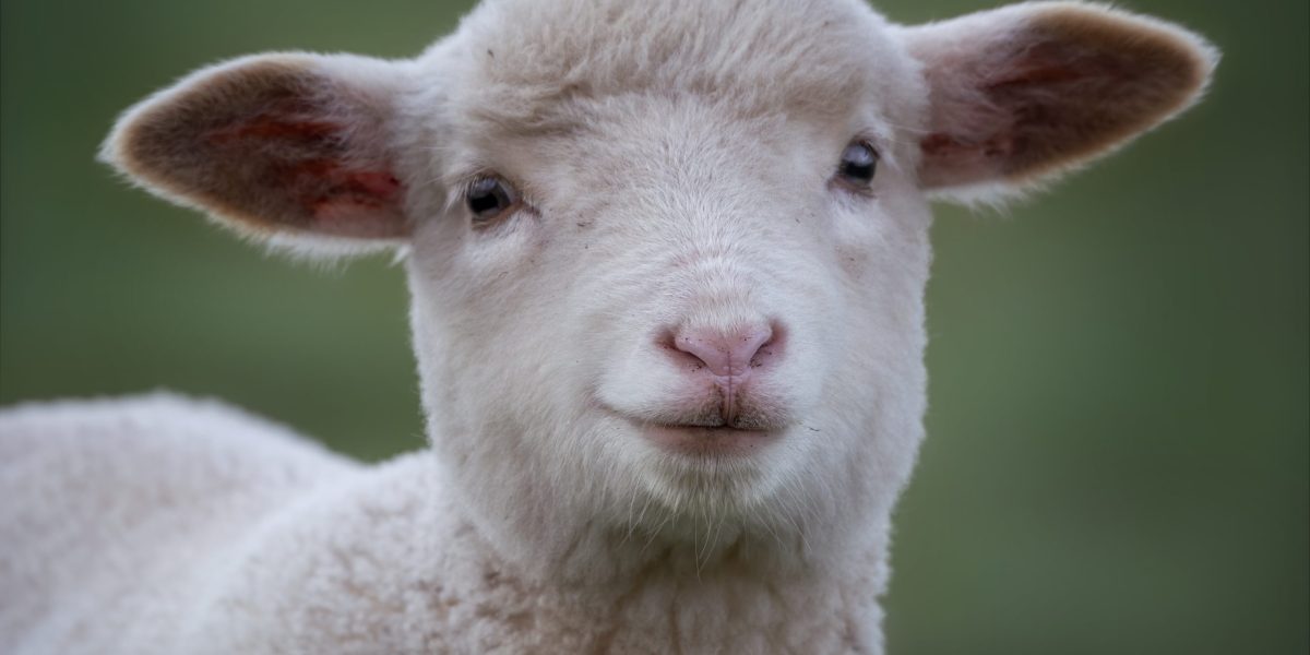 Close up of a young lamb