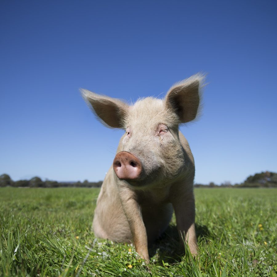 A beautiful adult pig sitting in the field under a blue sky