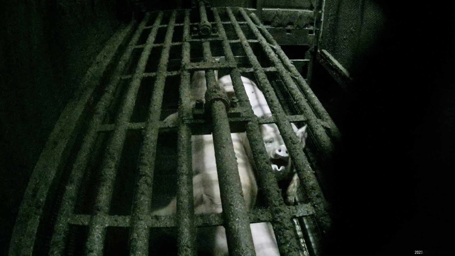 Pig gasping for air inside a cage while being gassed with carbon dioxide.