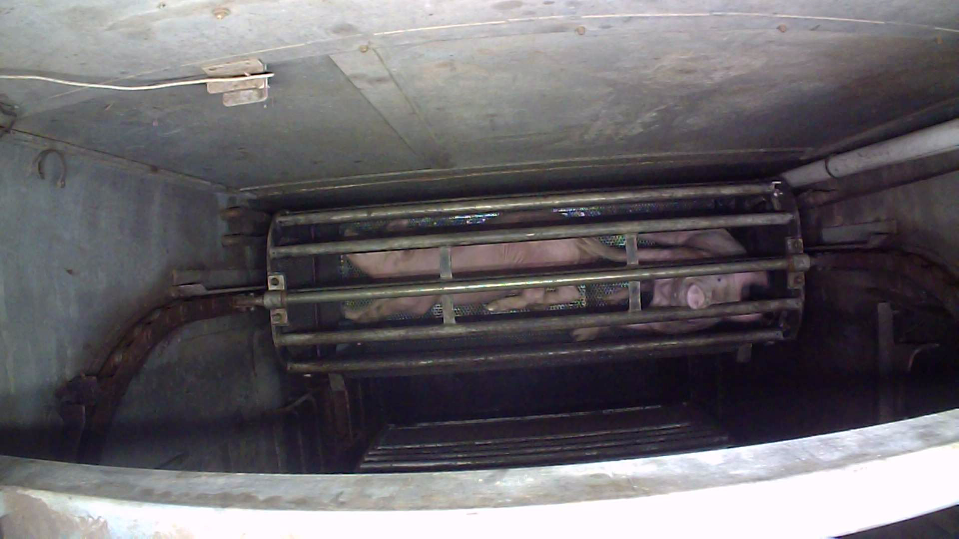 A pig staring up from inside a cage as she is being lowered in a gas chamber.