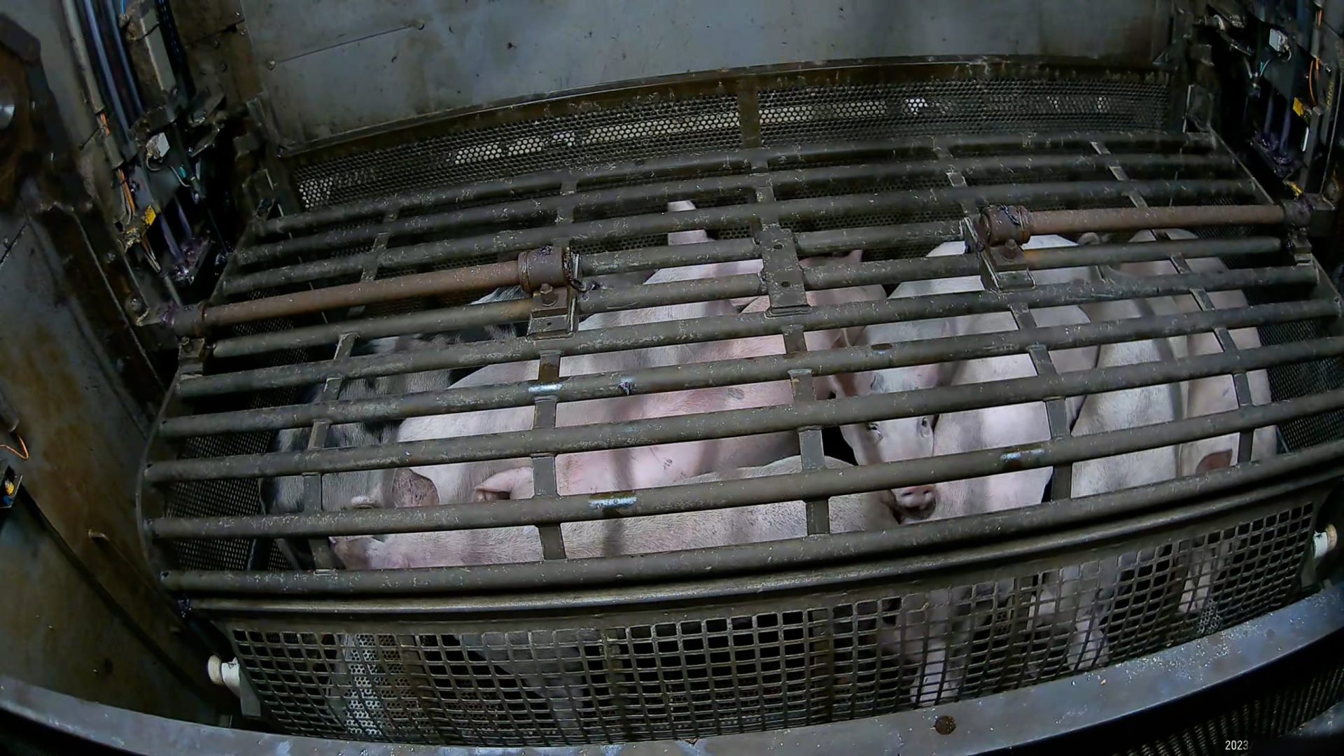 Pigs looking up from inside a 'gondola', a metal cage that will lower them into a gas chamber.