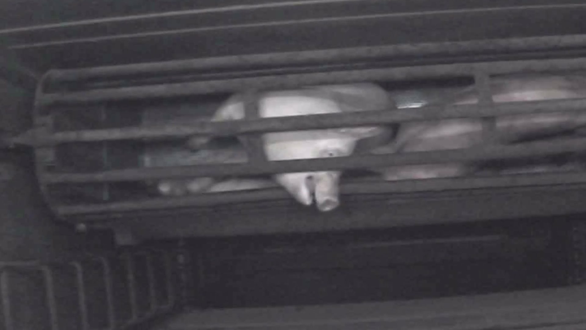 Pig gasping for air inside a cage while being gassed with carbon dioxide.