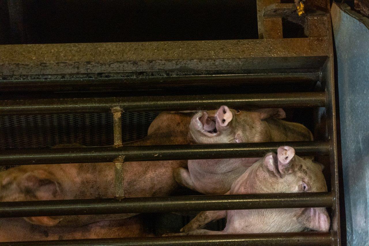 Pigs gasping for air inside a cage while being gassed with carbon dioxide.