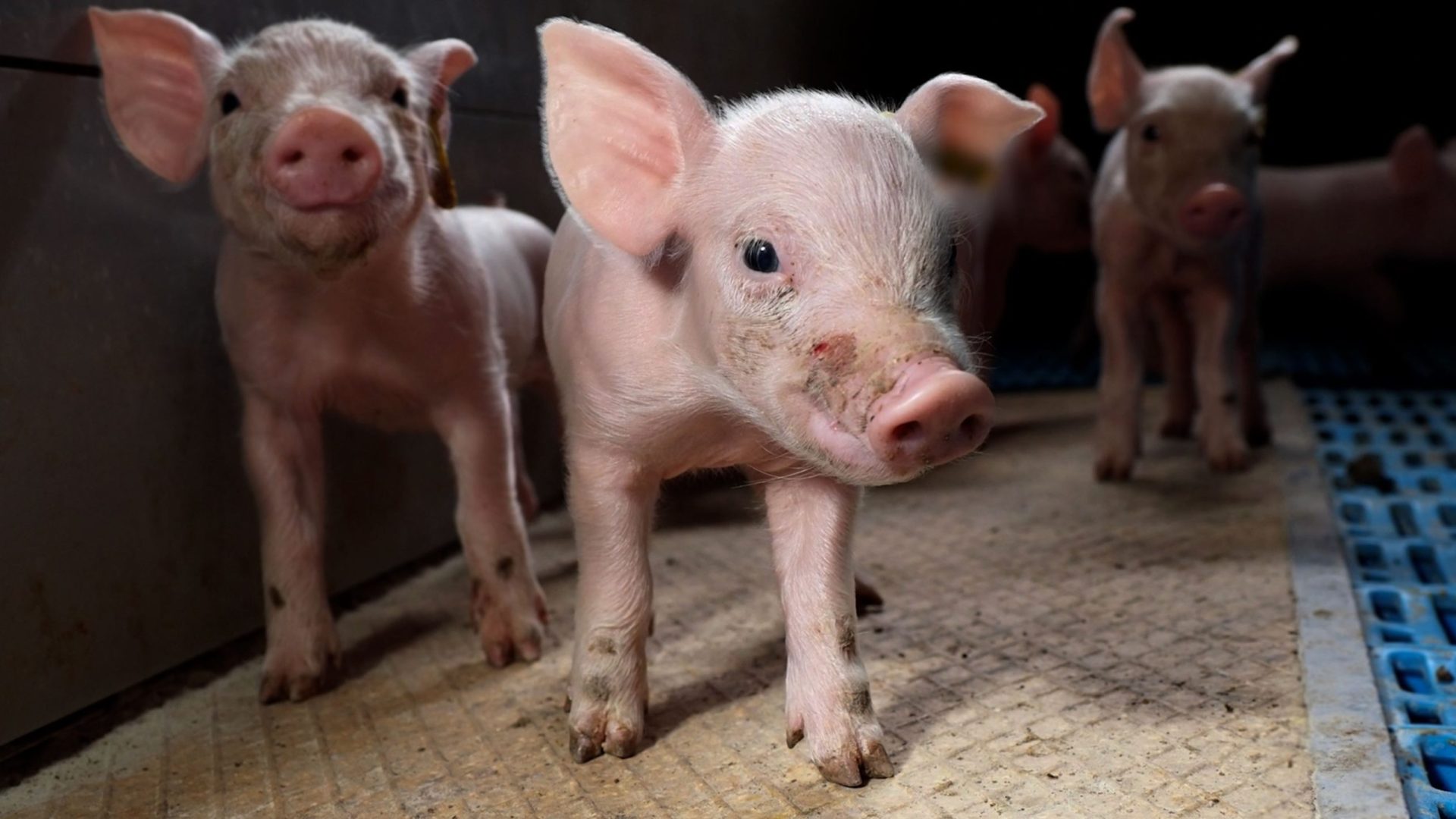 Very young piglets in a dark factory farm, standing on a hard floor.