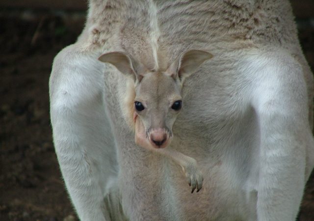 Culling dingoes start of 'domino effect' that may be changing the